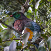 New Zealand Pigeon